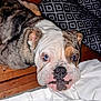 Louie V is registered to the contest to win money with this photo: animal, bulldog, close_up, cushion, cute, dog, ears, eyes, face, floor, indoor, looking_up, lying_down, mammal, nose, patterned_cushion, pet, white_cloth, wooden_floor, wrinkles