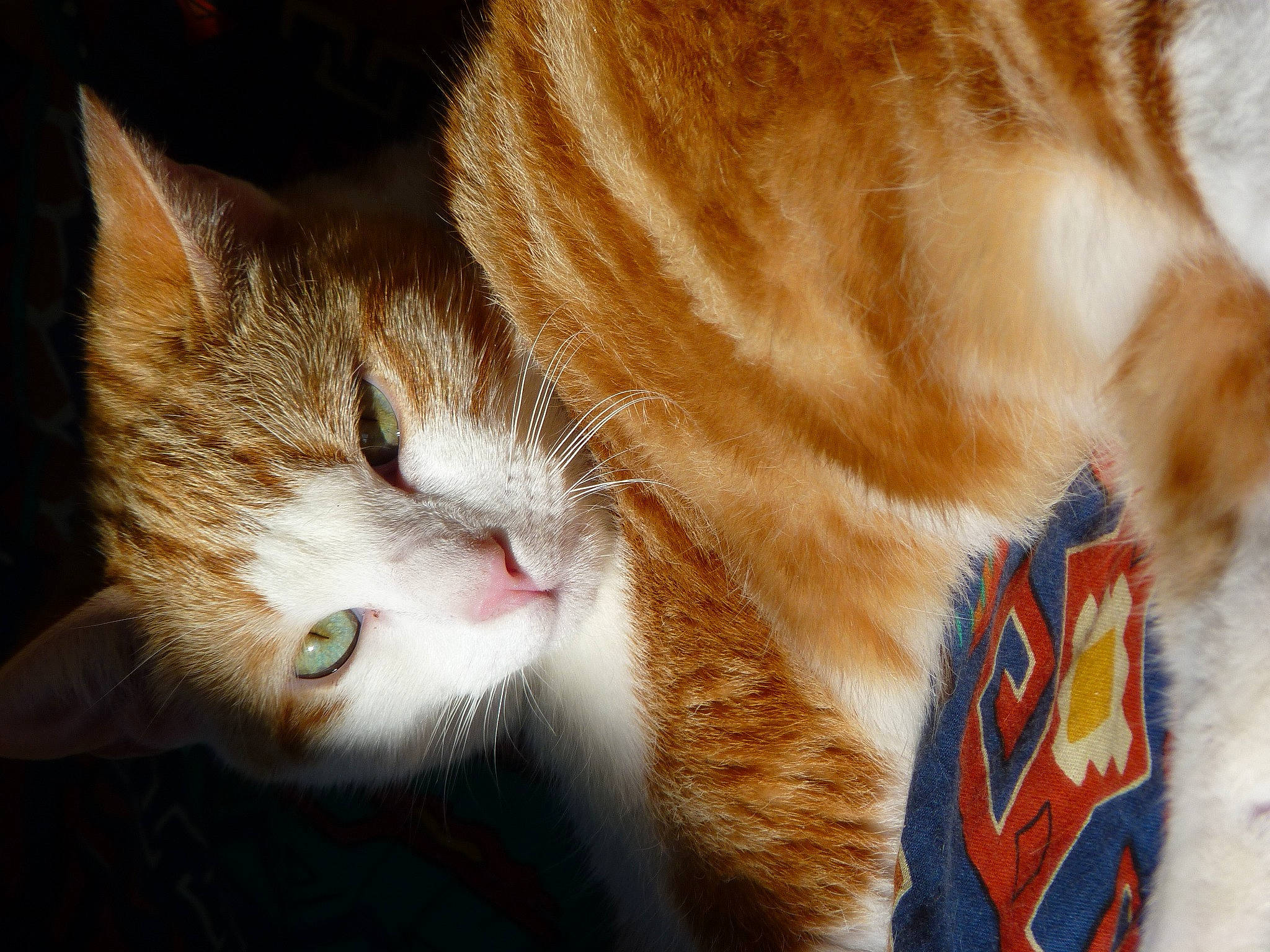 Uriel a rejoint le concours — aidez-le/la à gagner de superbes lots ! carnivore, cat, claw, close_up, domestic_short_haired_cat, ear, electric_blue, fawn, felidae, fur, nap, paw, small_to_medium_sized_cats, snout, tail, whiskers, window