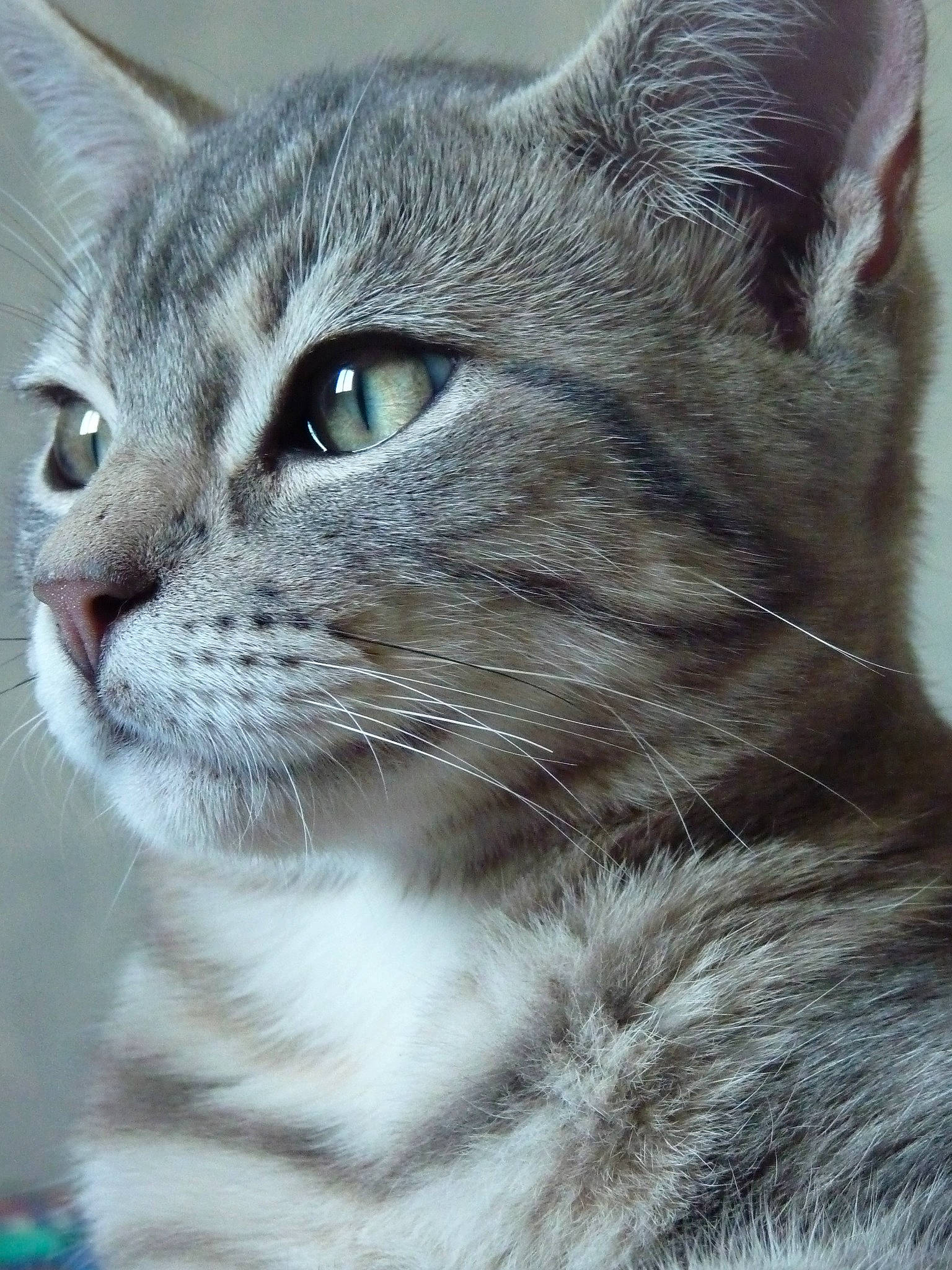 Rocky a rejoint le concours — aidez-le/la à gagner de superbes lots ! carnivore, cat, close_up, domestic_short_haired_cat, felidae, fur, head, small_to_medium_sized_cats, snout, terrestrial_animal, whiskers, wildlife, window