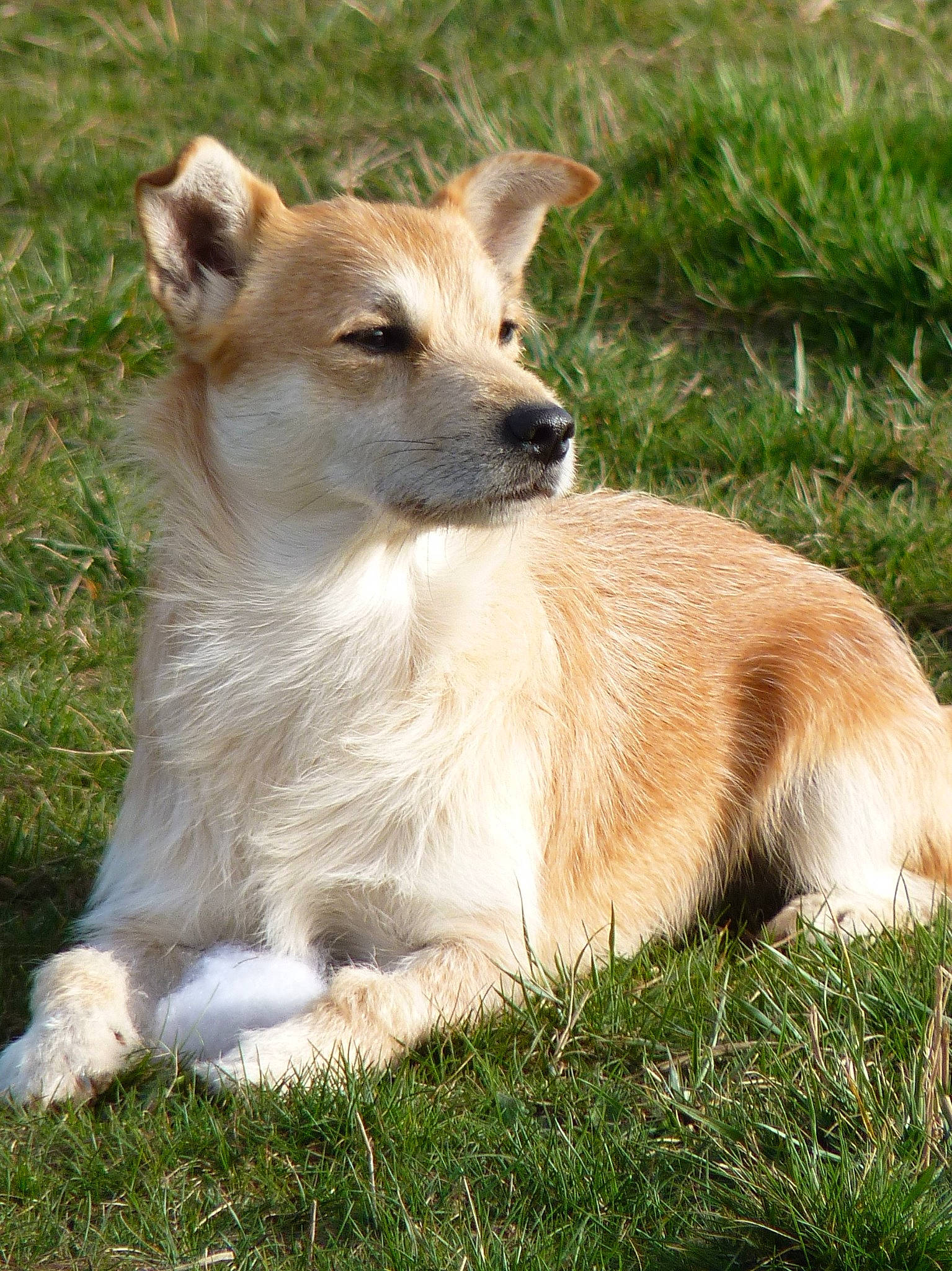 Keiko a rejoint le concours — aidez-le/la à gagner de superbes lots ! canidae, carnivore, companion_dog, dog, dog_breed, fawn, fur, grass, plant, snout, sporting_group, tail, terrestrial_animal, tree, whiskers, wildlife, working_animal