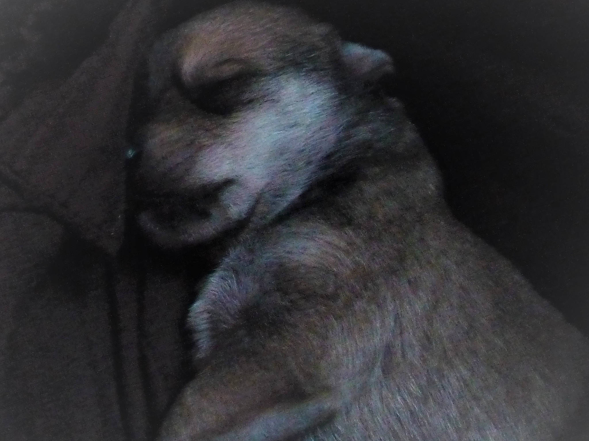 Keiko participe au concours pour gagner de l'argent avec cette photo : canidae, carnivore, comfort, companion_dog, darkness, dog, dog_breed, felidae, fur, grey, liver, paw, snout, sporting_group, terrestrial_animal, whiskers, wildlife, working_animal, wrinkle