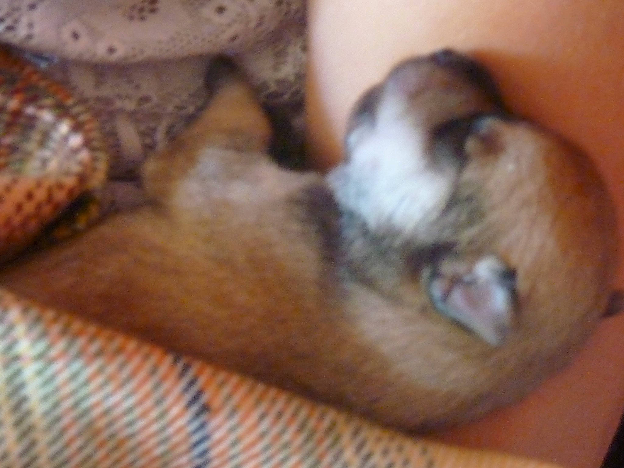 Keiko participe au concours pour gagner de l'argent avec cette photo : canidae, carnivore, cat, claw, comfort, companion_dog, dog_breed, domestic_short_haired_cat, eye, fawn, felidae, fur, paw, small_to_medium_sized_cats, snout, sporting_group, tail, terrestrial_animal, whiskers, wood