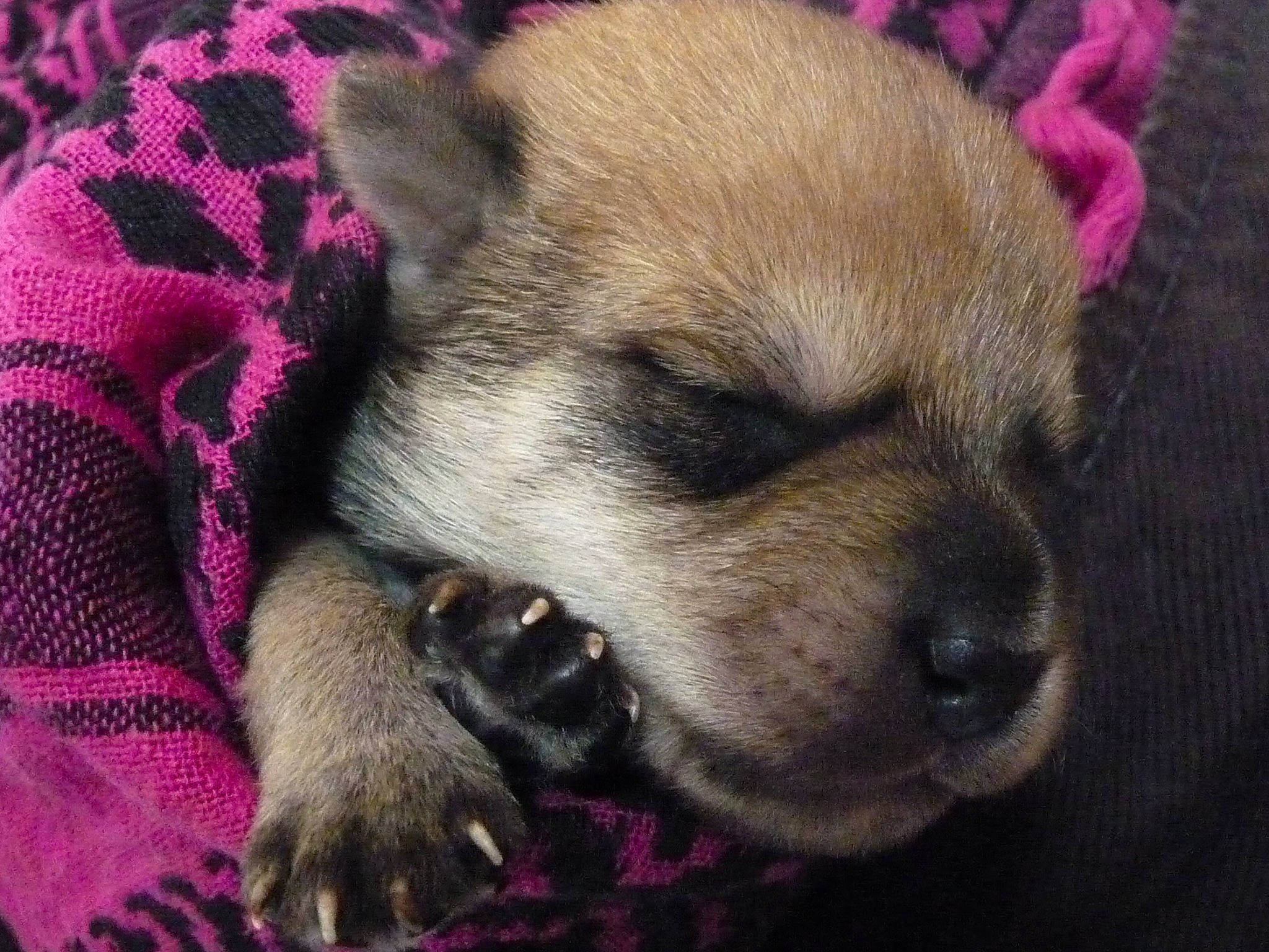 Keiko participe au concours pour gagner de l'argent avec cette photo : ancient_dog_breeds, canidae, carnivore, companion_dog, dog, dog_breed, fawn, fur, magenta, nap, non_sporting_group, puppy_love, snout, sporting_group, toy_dog, whiskers, working_animal, woven_fabric