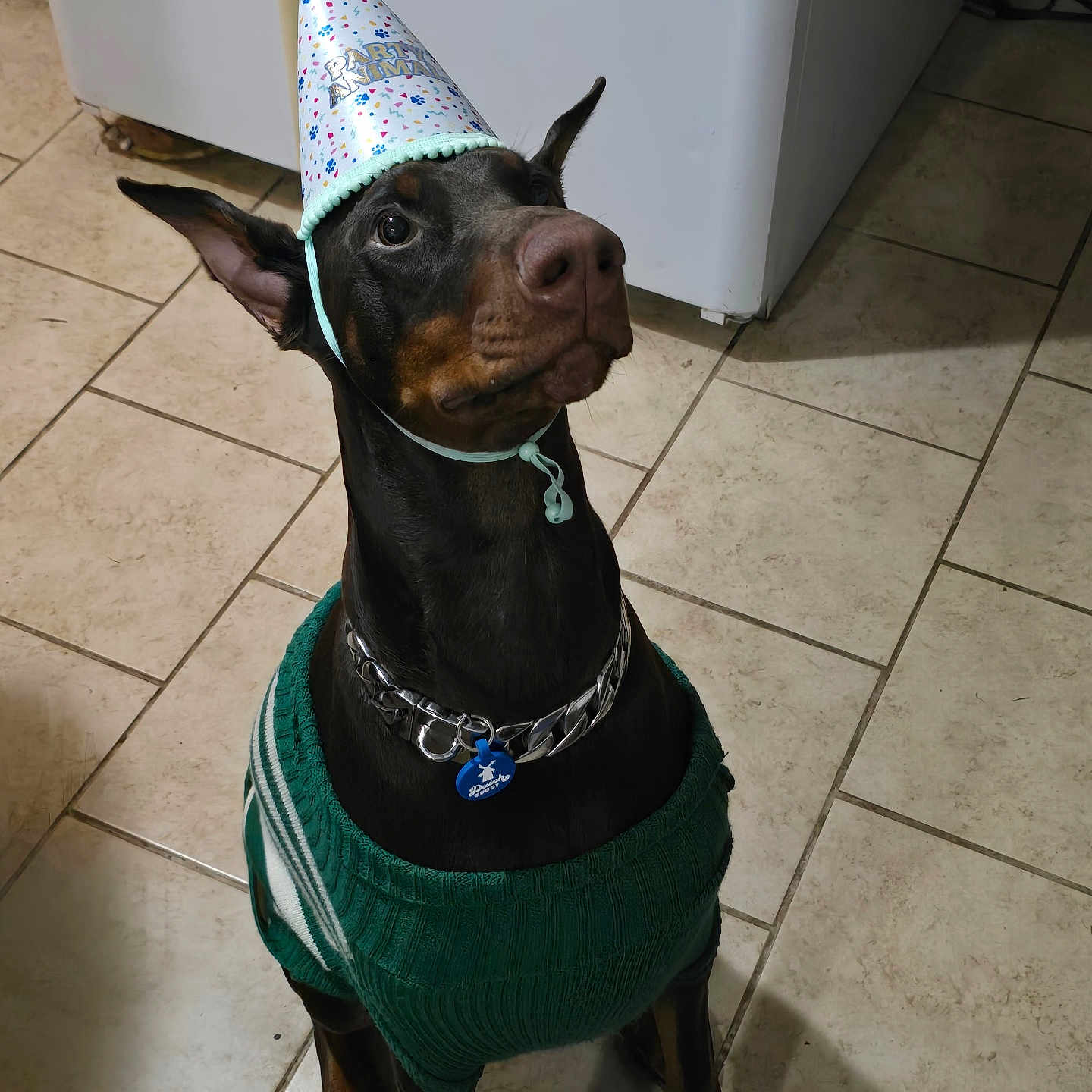 K'Lani joined the competition — help win amazing prizes! accessories, animal, canine, cap, clothing, costume, dog, face, hat, head, hound, partyhat, person, pet, photography, plant, portrait, pottedplant, puppy, strap