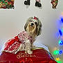 bear_art, bow, celebration, christmas, christmas_tree_art, cute, decorations, dog, festive, gift_bag, holiday, holiday_lights, indoor, lights, pet, red_dress, reindeer_art, small_dog, wall_art, white_wall