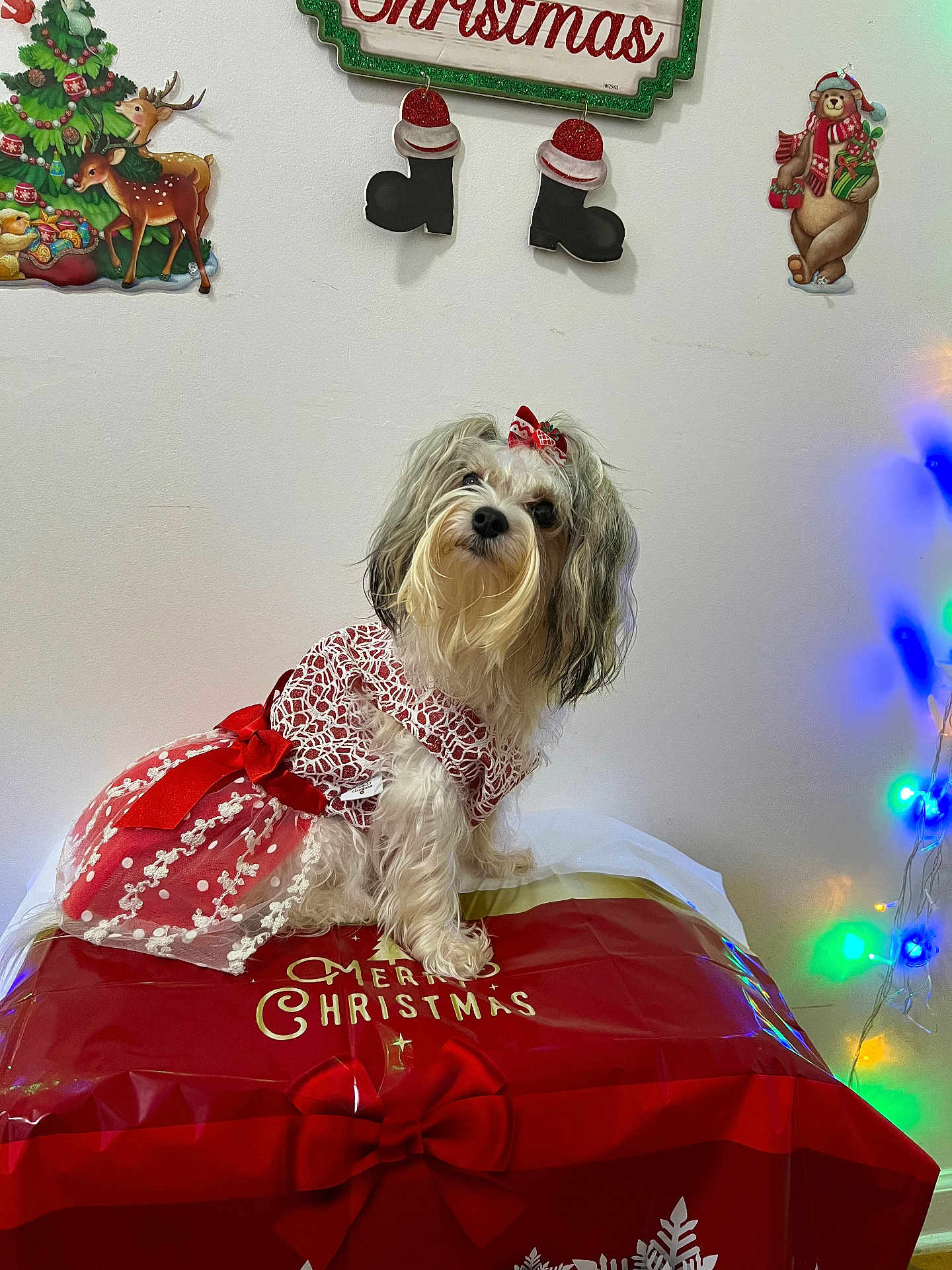 Luna is registered to the contest to win money with this photo: bear_art, bow, celebration, christmas, christmas_tree_art, cute, decorations, dog, festive, gift_bag, holiday, holiday_lights, indoor, lights, pet, red_dress, reindeer_art, small_dog, wall_art, white_wall
