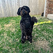 Buddy is registered to the contest to win money with this photo: dog, black_dog, pet, standing, backyard, grass, fence, brick_wall, outdoor, curious, fluffy, animal, canine, nature, domestic_animal, yard, playful, alert, companion, fur