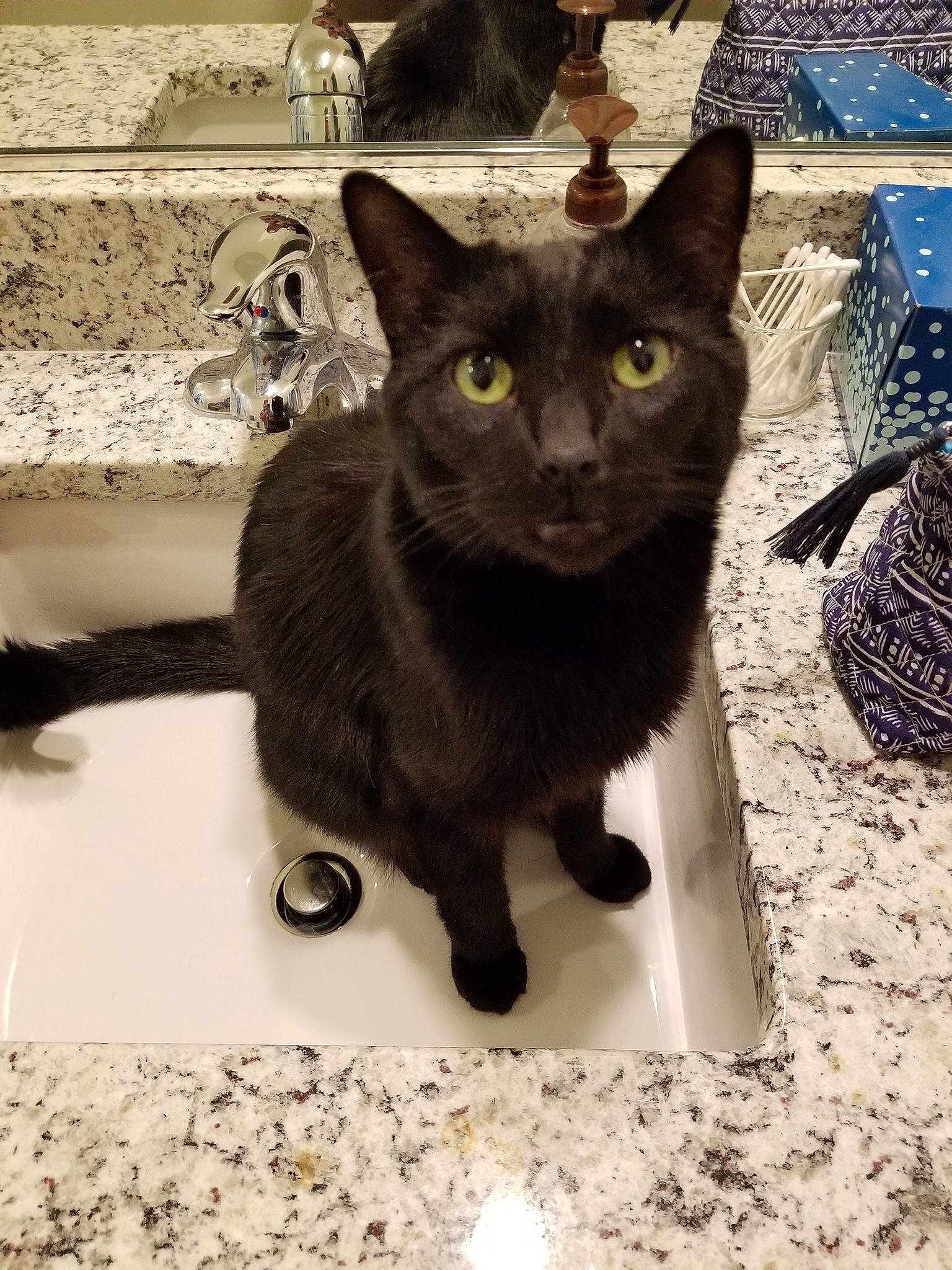 Charlie is registered to the contest to win money with this photo: asian, black_cat, bombay, burmese, carnivore, cat, domestic_short_haired_cat, european_shorthair, felidae, german_rex, havana_brown, kitten, korat, mammal, polydactyl_cat, russian_blue, small_to_medium_sized_cats, vertebrate, whiskers