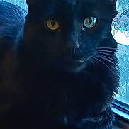 Charlie joined the competition — help win amazing prizes! black_cat, cat, window, windowsill, crystal, glass, pet, animal, feline, whiskers, ears, yellow_eyes, indoor, resting, closeup, texture, shadow, light, reflection, home
