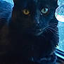 black_cat, cat, window, windowsill, crystal, glass, pet, animal, feline, whiskers, ears, yellow_eyes, indoor, resting, closeup, texture, shadow, light, reflection, home