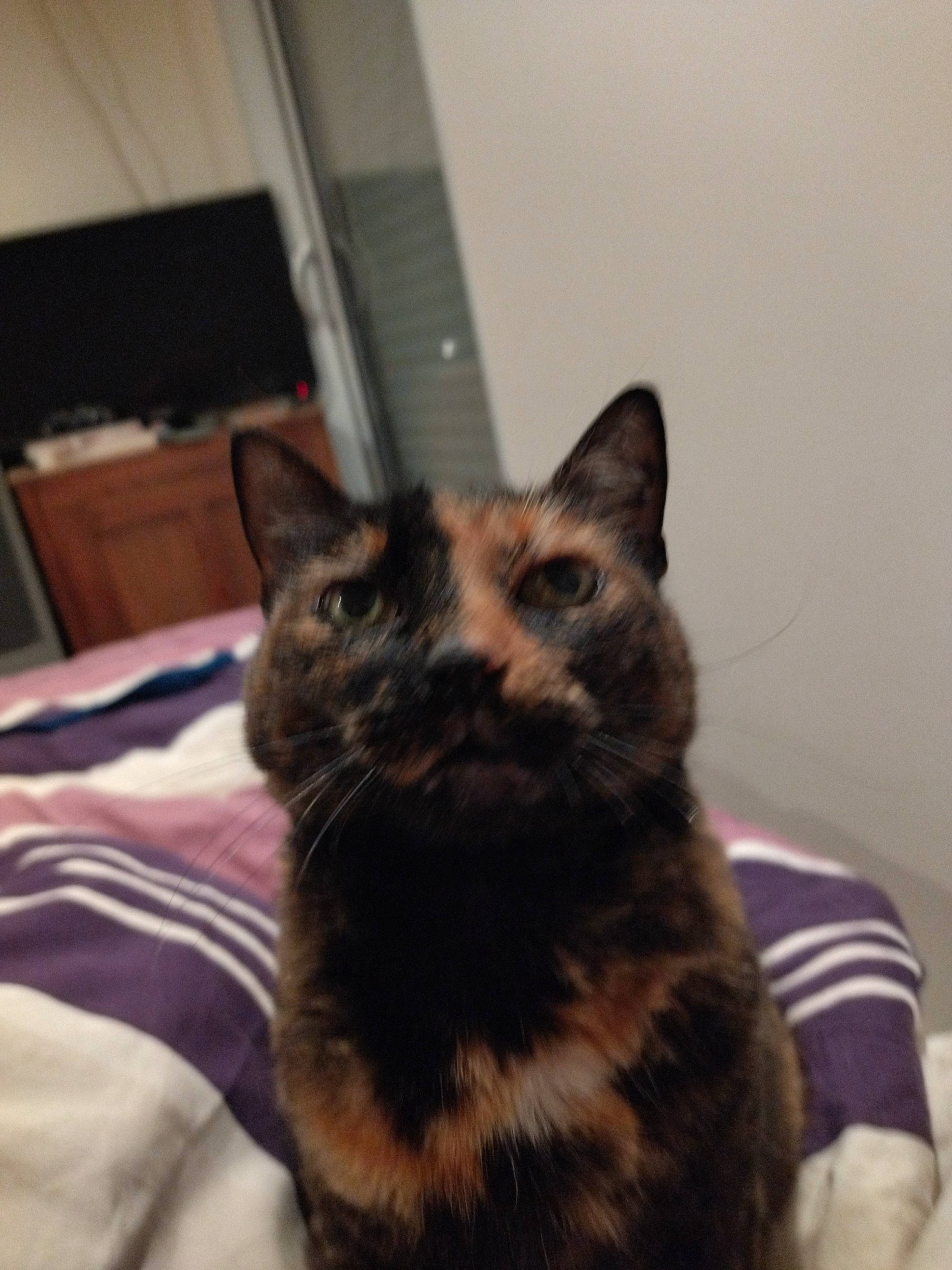 Double Face participe au concours pour gagner de l'argent avec cette photo : black_cat, carnivore, cat, cat_supply, chair, comfort, domestic_short_haired_cat, eye, felidae, flowerpot, fur, houseplant, pet_supply, small_to_medium_sized_cats, snout, tail, terrestrial_animal, whiskers, window