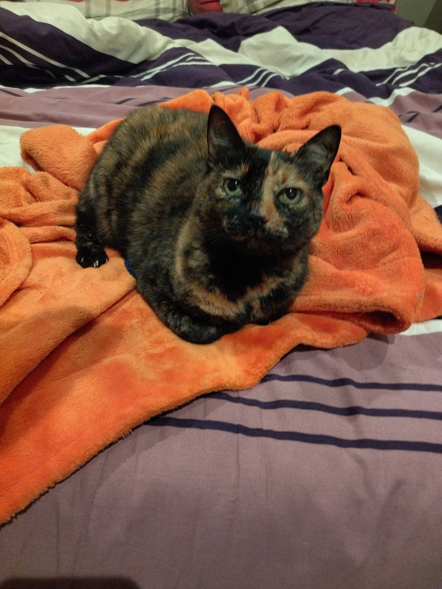 Puppy a rejoint le concours — aidez-le/la à gagner de superbes lots ! black_cat, canidae, carnivore, cat, comfort, dog_breed, domestic_short_haired_cat, eye, fawn, felidae, fur, furniture, grey, linens, paw, room, small_to_medium_sized_cats, snout, tail, whiskers