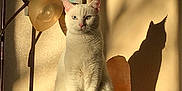 Pearl is registered to the contest to win money with this photo: blue_eye, calm, cat_shadow, ears, framed_art, green_eye, heterochromia, home_decor, indoor, lamp, paws, portrait, salt_lamp, silhouette, sitting, stool, sunlight, wall, whiskers, white_cat