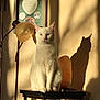 blue_eye, calm, cat_shadow, ears, framed_art, green_eye, heterochromia, home_decor, indoor, lamp, paws, portrait, salt_lamp, silhouette, sitting, stool, sunlight, wall, whiskers, white_cat