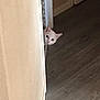 animal, baseboard, cat, curious, door, doorway, ears, floor, hallway, hardwood_floor, head, home, indoor, peeking, pet, portrait, trim, wall, whiskers, white_cat