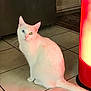 Pearl is registered to the contest to win money with this photo: blue_eye, cat, curious, furniture, gaze, heater, heterochromia, indoor, kitchen, pet, portrait, red_light, rug, shadow, sitting, tail, tile_floor, whiskers, white_cat, yellow_eye