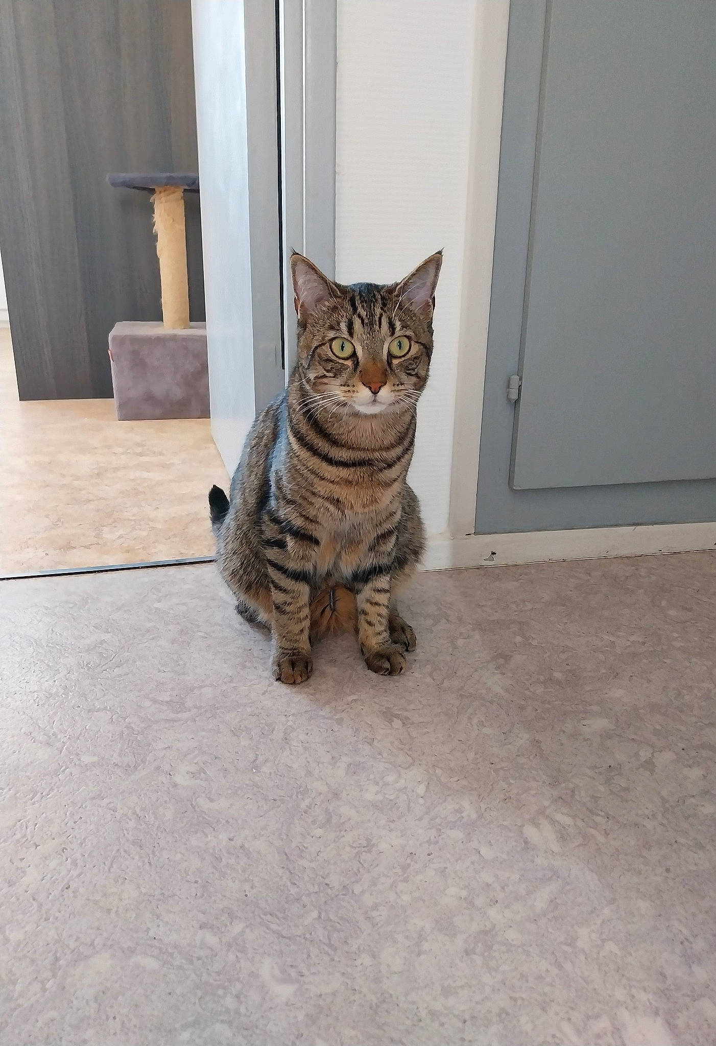 Tigrou participe au concours pour gagner de l'argent avec cette photo : carnivore, cat, curtain, domestic_short_haired_cat, door, fawn, felidae, floor, flooring, fur, grey, hardwood, paw, sitting, small_to_medium_sized_cats, snout, tail, terrestrial_animal, whiskers, wood