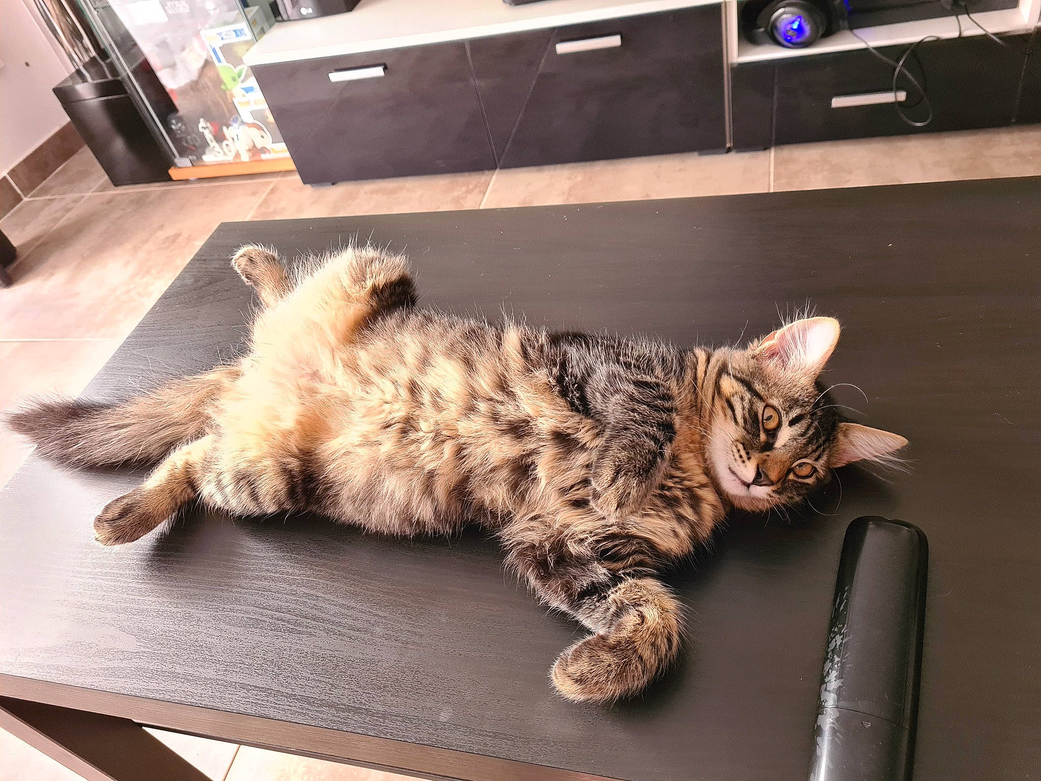 Rhapsody participe au concours pour gagner de l'argent avec cette photo : carnivore, cat, claw, comfort, domestic_short_haired_cat, felidae, flooring, fur, hardwood, nap, paw, room, sleep, small_to_medium_sized_cats, table, tail, vehicle, whiskers, wood