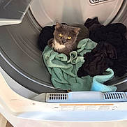 Boomba is registered to the contest to win money with this photo: appliance, cat, cleaning, clothes, cozy, curious, domestic_animal, dryer, fabric, fur, gray_cat, home, household, indoor, laundry, looking_up, pet, resting, towel, yellow_eyes