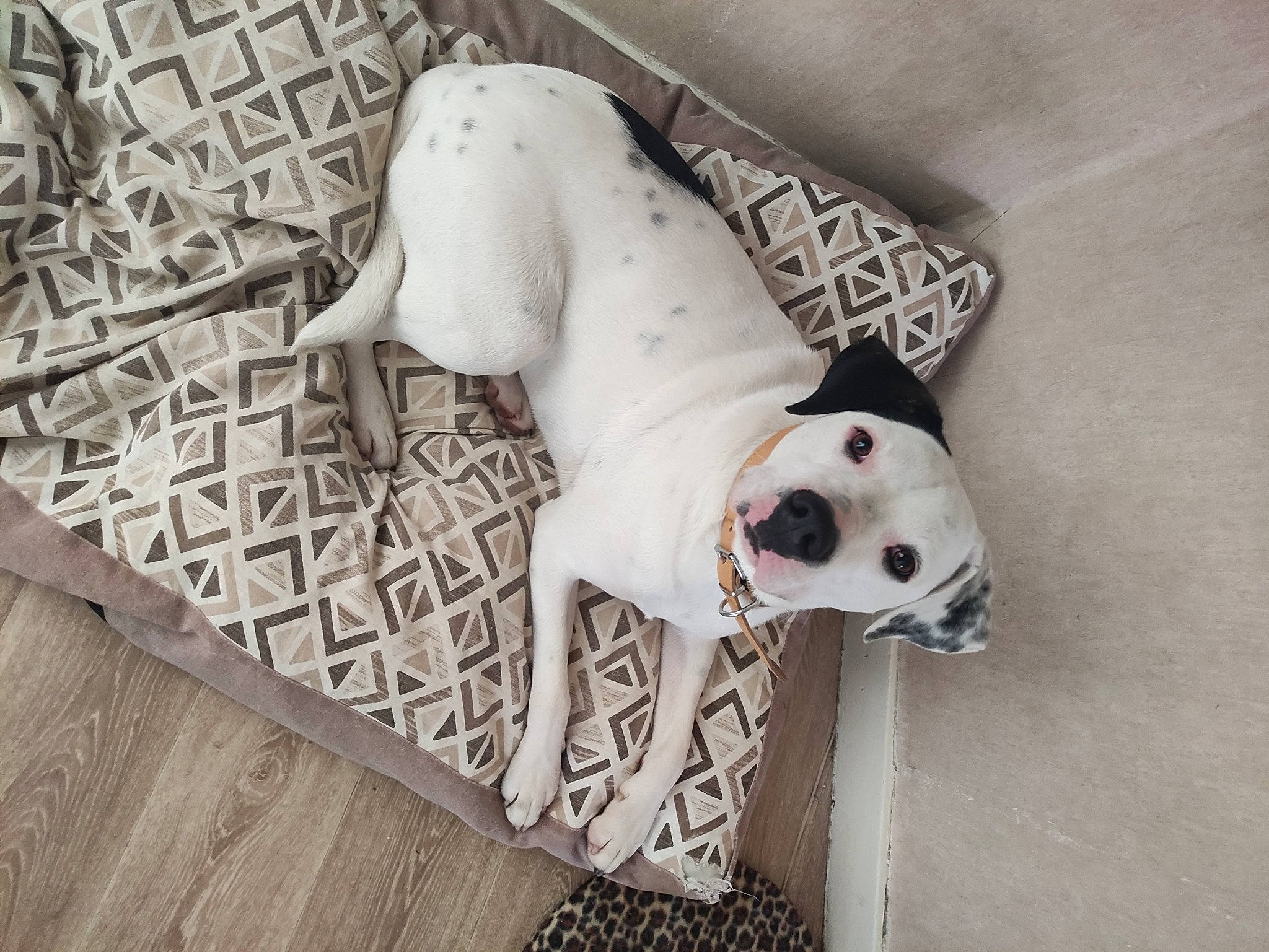 Savane participe au concours pour gagner de l'argent avec cette photo : canidae, carnivore, collar, companion_dog, dog, dog_breed, dog_collar, dog_supply, door, fawn, floor, flooring, grey, hardwood, pattern, pet_supply, snout, sporting_group, wood, working_animal