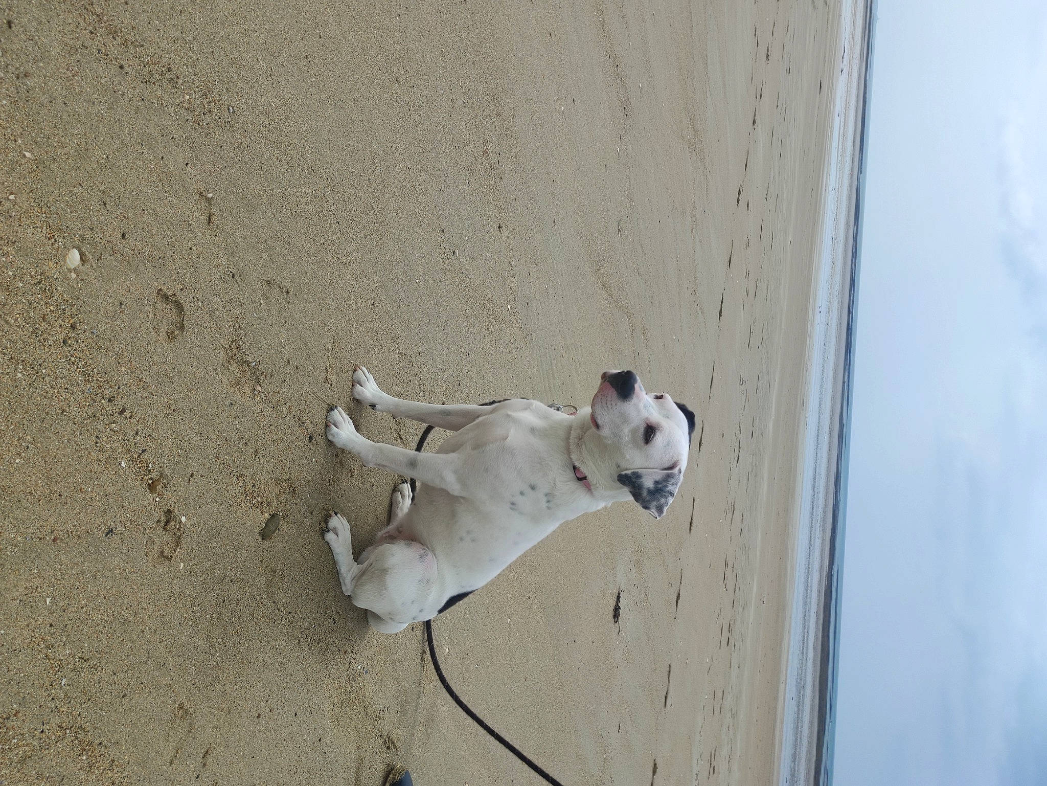 Savane participe au concours pour gagner de l'argent avec cette photo : art, ball, beach, canidae, carnivore, companion_dog, concrete, dog, dog_breed, fawn, foot, non_sporting_group, paw, shadow, snout, sporting_group, tail, wall, wood, working_animal