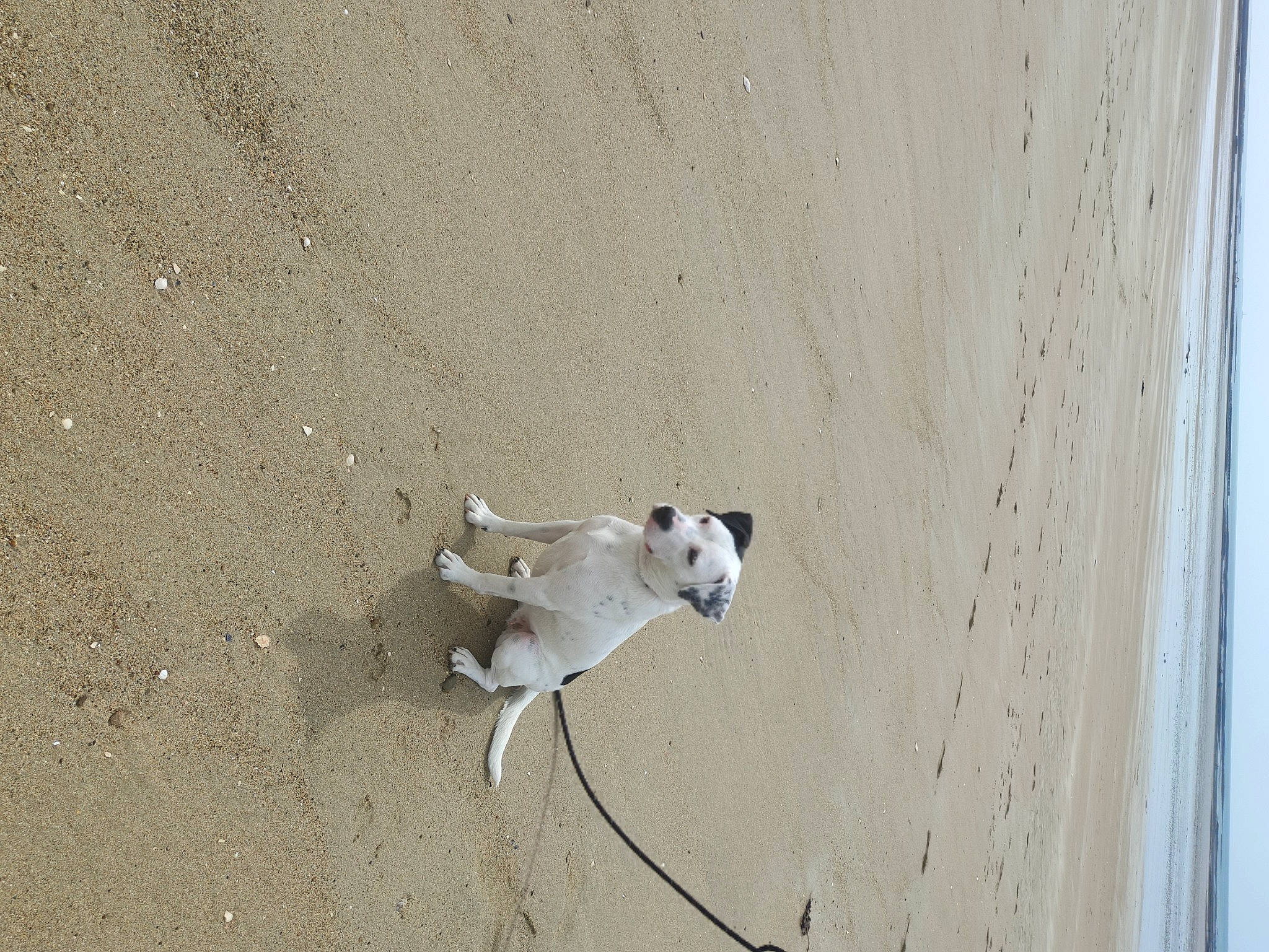 Savane participe au concours pour gagner de l'argent avec cette photo : art, canidae, carnivore, concrete, dog, dog_breed, door, fawn, hardwood, landscape, non_sporting_group, plywood, sand, shadow, soil, sporting_group, tail, wood, working_animal