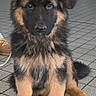 dog, puppy, german_shepherd, brown, black, fur, sitting, floor, tile, indoor, pet, canine, young, cute, animal, mammal, paw, ears, nose, portrait