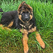 Billy a rejoint le concours — aidez-le/la à gagner de superbes lots ! adorable, animal, black, brown, canine, cute, dog, ears, fur, german_shepherd, grass, greenery, lying_down, nature, outdoor, pet, playful, portrait, puppy, young