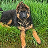 adorable, animal, black, brown, canine, cute, dog, ears, fur, german_shepherd, grass, greenery, lying_down, nature, outdoor, pet, playful, portrait, puppy, young