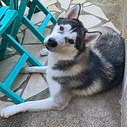 Ulky a rejoint le concours — aidez-le/la à gagner de superbes lots ! animal, architecture, building, canine, chair, dog, eskimodog, flagstone, furniture, herbal, herbs, husky, outdoors, path, pet, plant, puppy, rock, slate, walkway