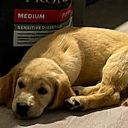 Arya participe au concours pour gagner de l'argent avec cette photo : puppy, dog, yellow_labrador, lying_down, sleepy, indoor, pet, animal, young_dog, floor, canine, mammal, cute, fur, resting, companion, domestic_animal, dog_food, bag, tail