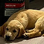 puppy, dog, yellow_labrador, lying_down, sleepy, indoor, pet, animal, young_dog, floor, canine, mammal, cute, fur, resting, companion, domestic_animal, dog_food, bag, tail