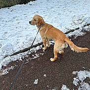 Arya a rejoint le concours — aidez-le/la à gagner de superbes lots ! canine, collar, dog, golden_retriever, grass, leash, mud, outdoor, park, path, pavement, paws, pet, sidewalk, snow, standing, stone_wall, tail, tree, winter