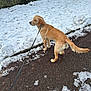 canine, collar, dog, golden_retriever, grass, leash, mud, outdoor, park, path, pavement, paws, pet, sidewalk, snow, standing, stone_wall, tail, tree, winter