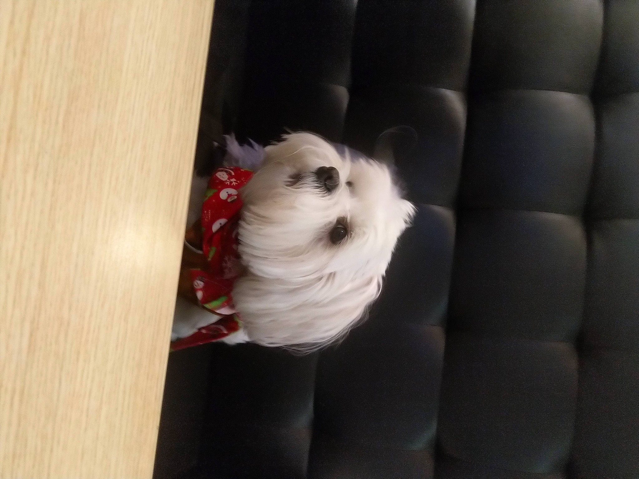 Sisley a rejoint le concours — aidez-le/la à gagner de superbes lots ! canidae, carnivore, companion_dog, dog, dog_breed, fawn, felidae, flooring, fur, hardwood, paw, small_to_medium_sized_cats, sporting_group, stuffed_toy, tail, toy, toy_dog, vertebrate, whiskers, wood