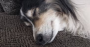 Roxy joined the competition — help win amazing prizes! animal, black, brown, calm, close_up, companion, couch, cozy, dog, fur, furry, indoors, laying_down, pet, relaxation, rest, sleeping, snout, texture, white