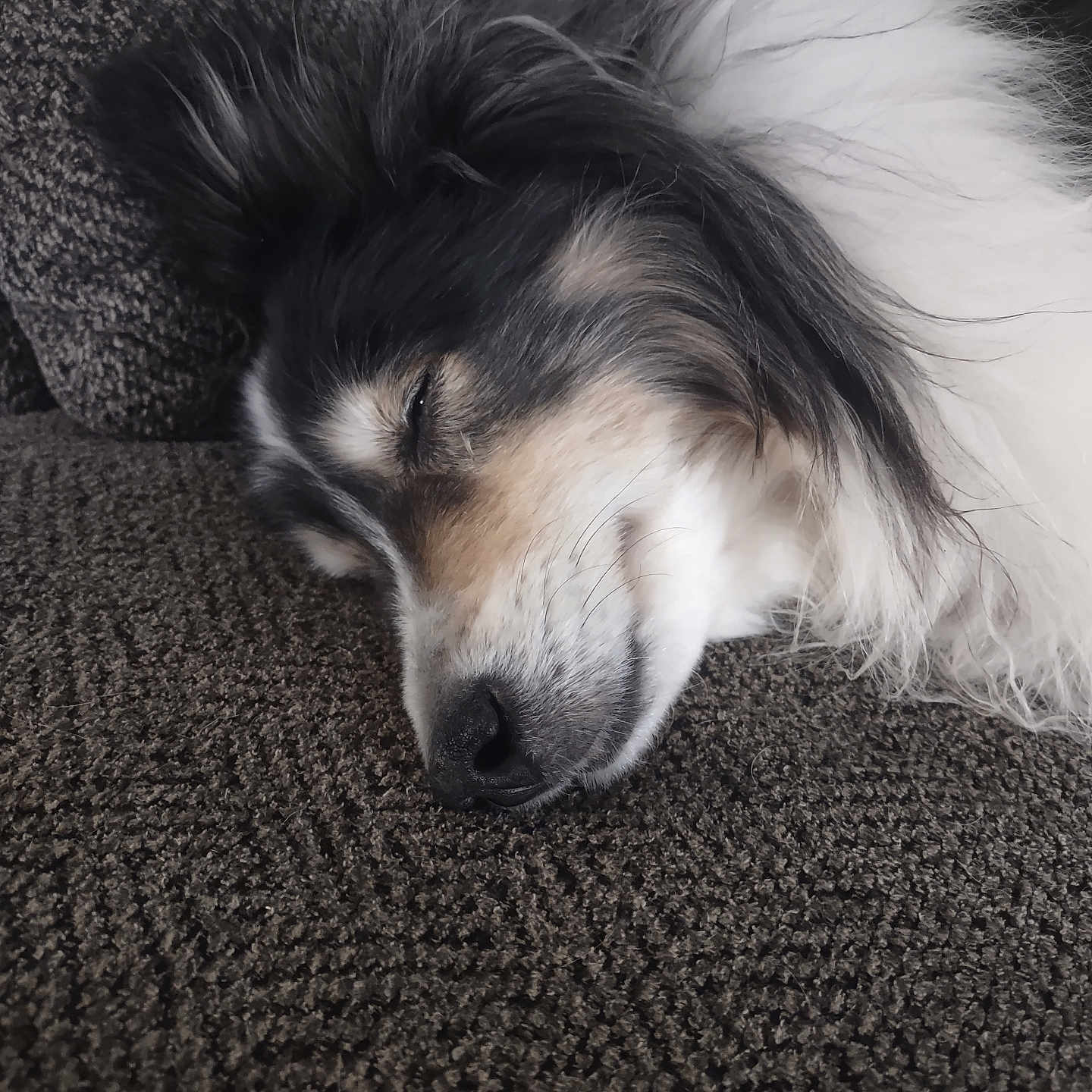 Roxy