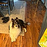 animal, bar_stools, black_and_white, chairs, clothing, dining_area, dog, door, fluffy, indoors, kitchen, long_hair, papillon, pet, portrait, rug, sandals, sitting, small_dog, wooden_floor