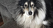 Roxy joined the competition — help win amazing prizes! animal, black_and_white, blanket, companion, couch, cozy, dog, domestic, ears_up, face, fluffy, fur, furniture, home, indoor, looking_at_camera, pet, relaxed, resting, shetland_sheepdog