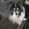 dog, shetland_sheepdog, pet, fluffy, couch, blanket, indoor, animal, fur, black_and_white, relaxed, looking_at_camera, cozy, home, furniture, ears_up, face, companion, domestic, resting