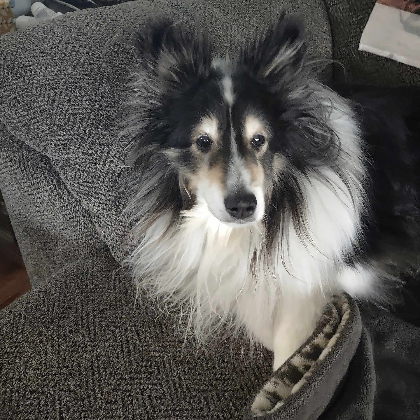 Roxy