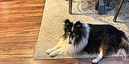 Roxy is registered to the contest to win money with this photo: animal, black, brown, canine, chair, cozy, dining_table, dog, fur, furniture, home, indoor, laying_down, long_hair, pet, resting, rug, shetland_sheepdog, white, wooden_floor