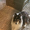 dog, rough_collie, long_hair, black_and_white, fluffy, sitting, indoor, carpet, wooden_furniture, dresser, sunlight, portrait, pet, animal, alert, looking_at_camera, large_dog, fur, home, shadows
