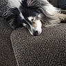 animal, black_and_white, canine, closeup, comfort, couch, cozy, cute, dog, fluffy, fur, furniture, home, indoor, nap, pet, relaxed, resting, sleeping, texture