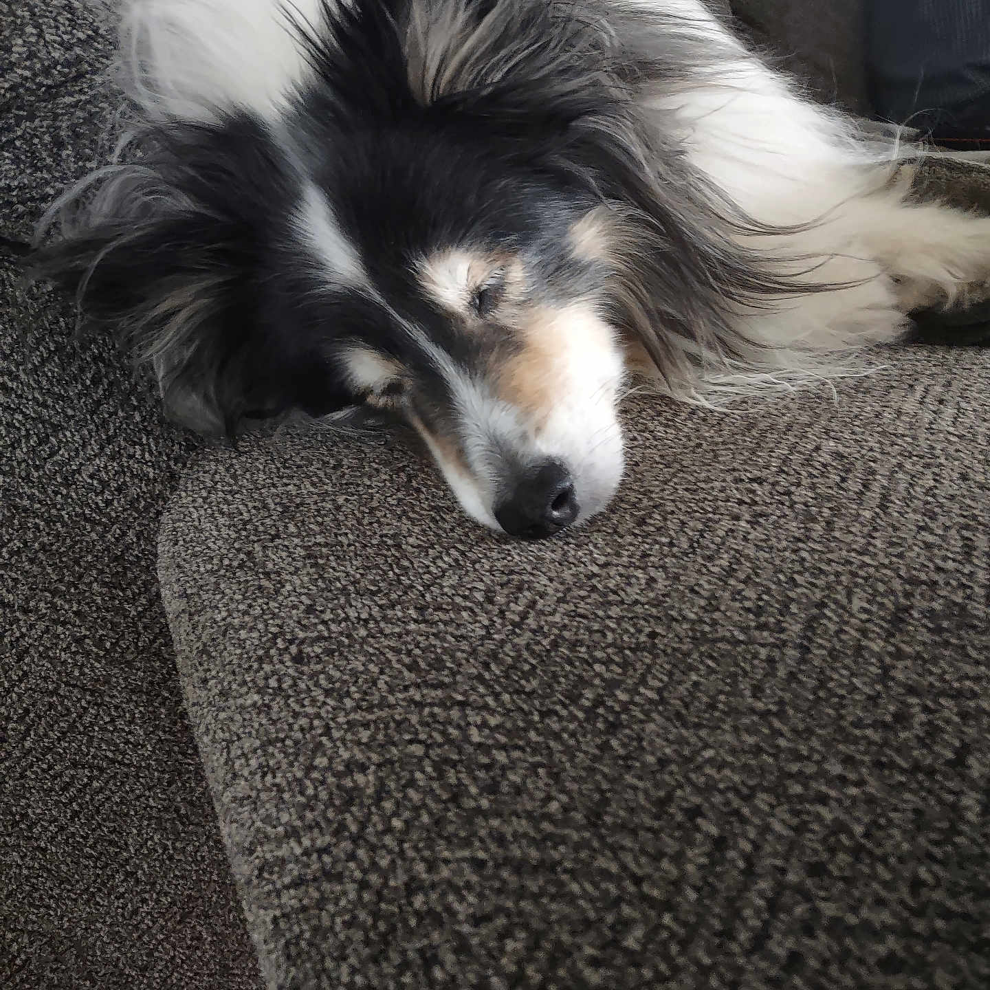 Roxy