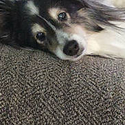Roxy is registered to the contest to win money with this photo: dog, lying_down, carpet, fur, pet, animal, indoors, resting, closeup, portrait, cute, fluffy, relaxed, brown, black, white, face, looking, cozy, calm