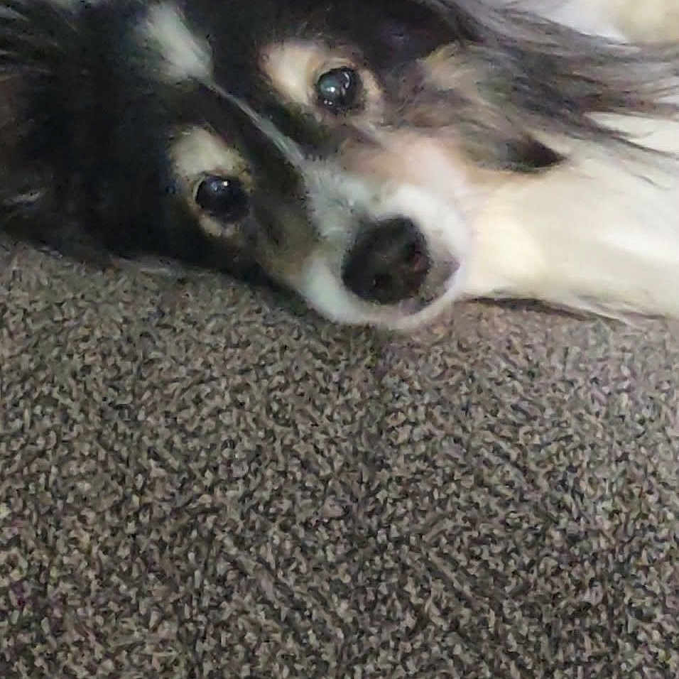 Roxy