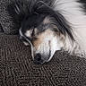 Roxy is registered to the contest to win money with this photo: animal, calm, close_up, companion, couch, cozy, dog, ear, face, fluffy, fur, home, indoors, peaceful, pet, relaxation, resting, sleeping, snout, texture