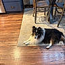 Roxy is registered to the contest to win money with this photo: animal, black_and_white, calm, canine, chair, companion, dog, domestic_animal, flooring, fur, furniture, home, indoor, living_space, pet, quiet, relaxing, rug, table, wooden_floor