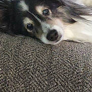 Roxy is registered to the contest to win money with this photo: dog, animal, pet, lying_down, carpet, fluffy, fur, indoors, closeup, mammal, resting, cute, face, eyes, snout, relaxed, domestic_animal, companion, cozy, brown